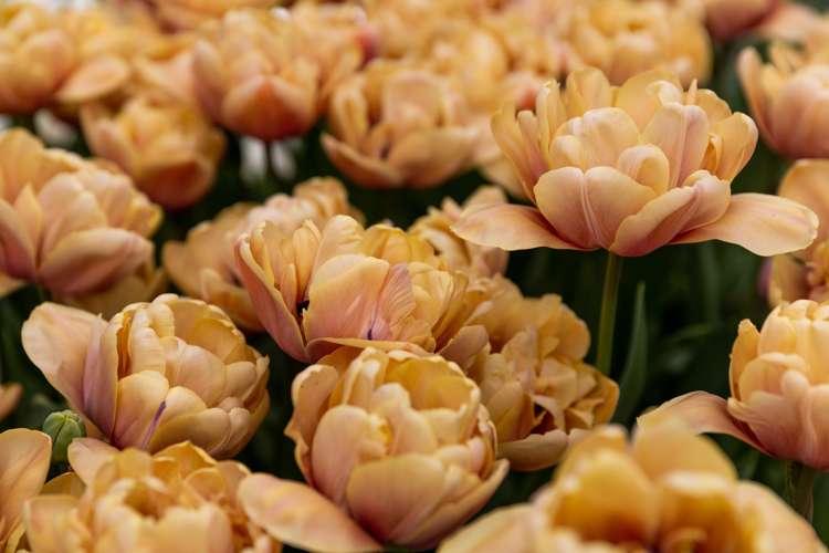 Tulpan 'La Belle Epoque'